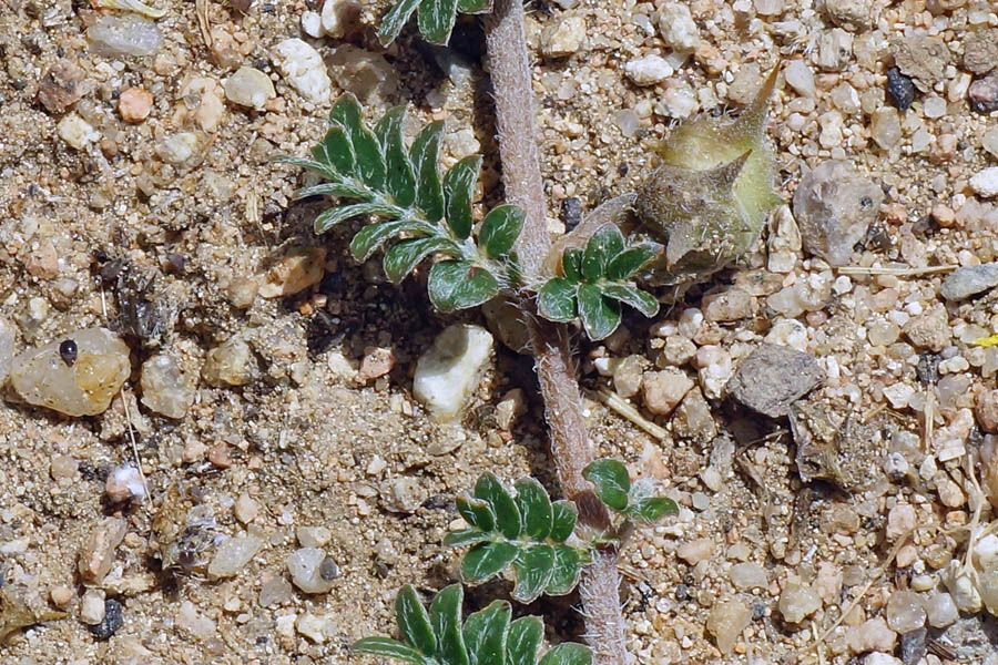 Tribulus terrestris / Tribolo